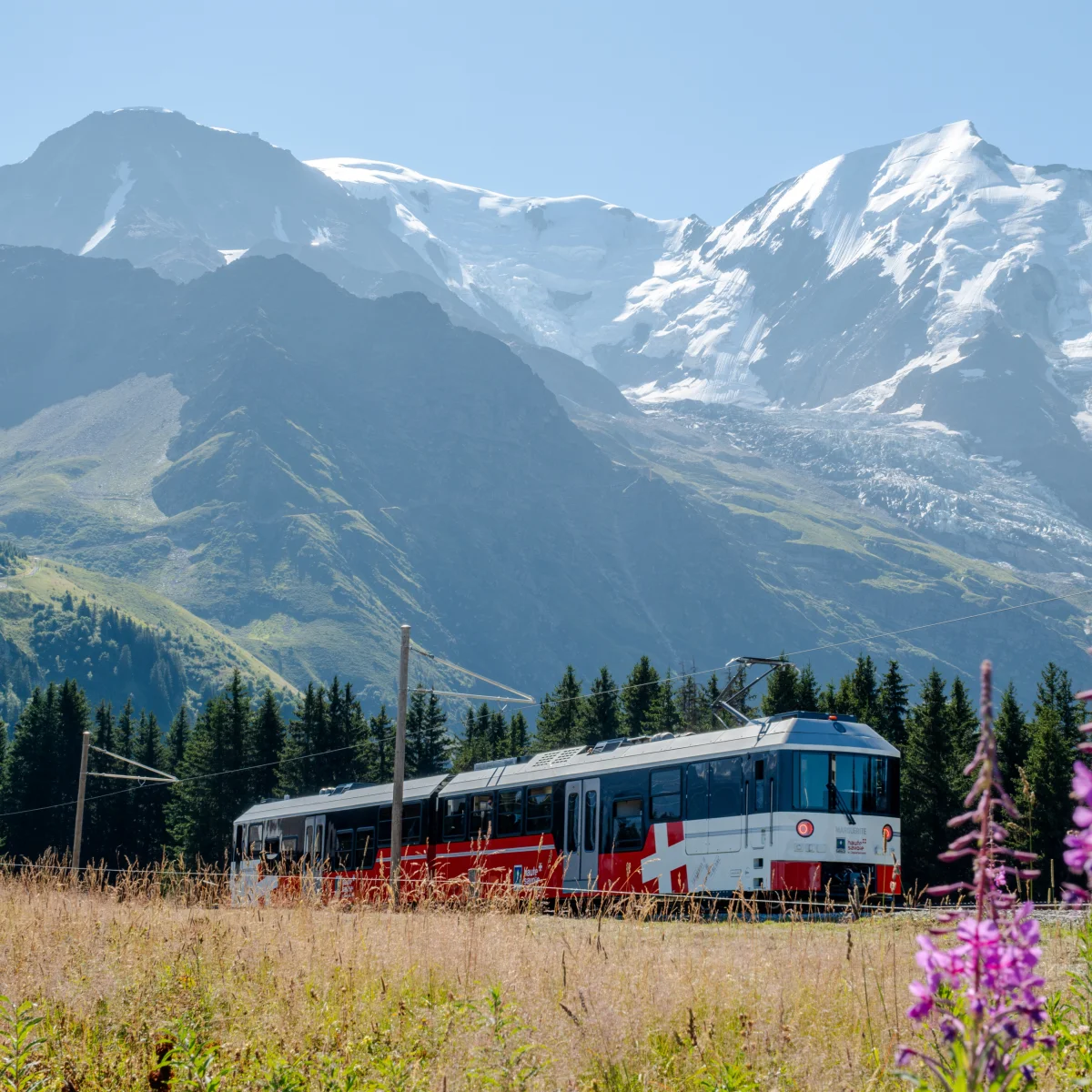 Le massif du Mont-Blanc et les fleurs sauvages des prés de Saint-Gervais